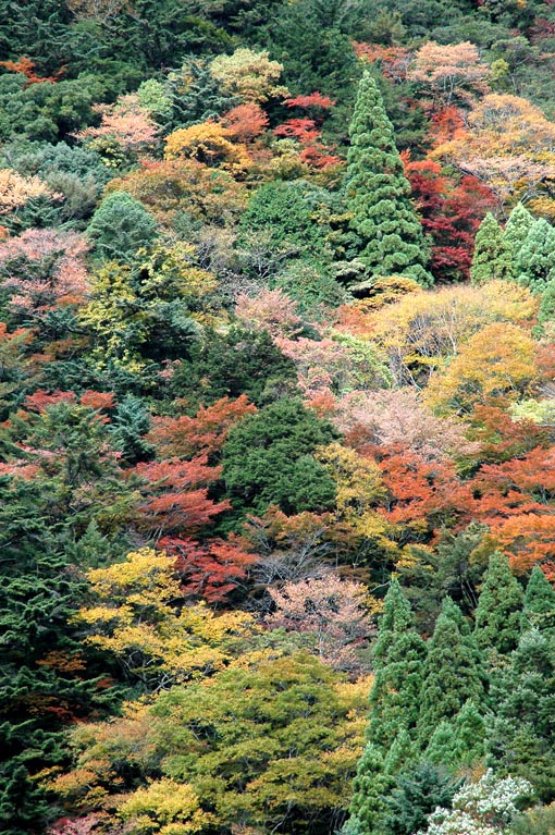 熊野地方　山紅葉.jpg
